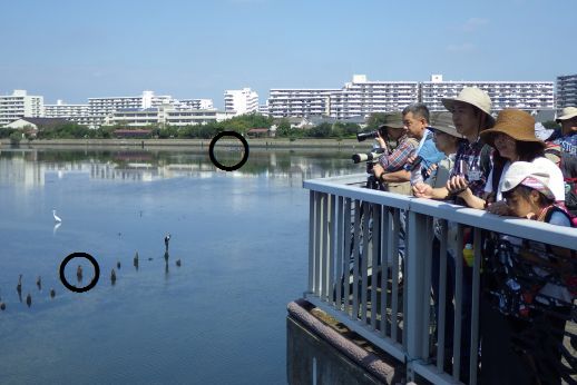 Observation Sessions(Summer)