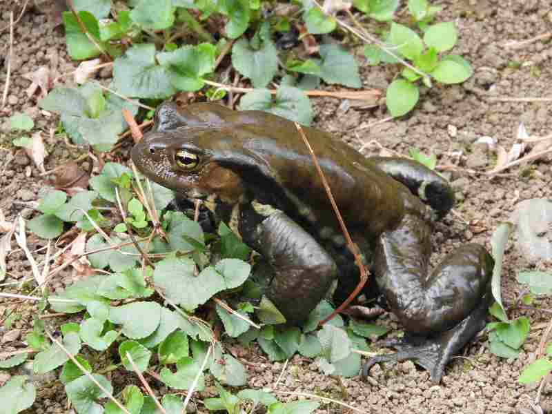 Azuma Toad