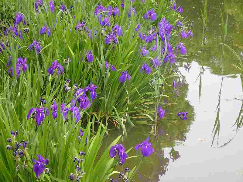 Iris